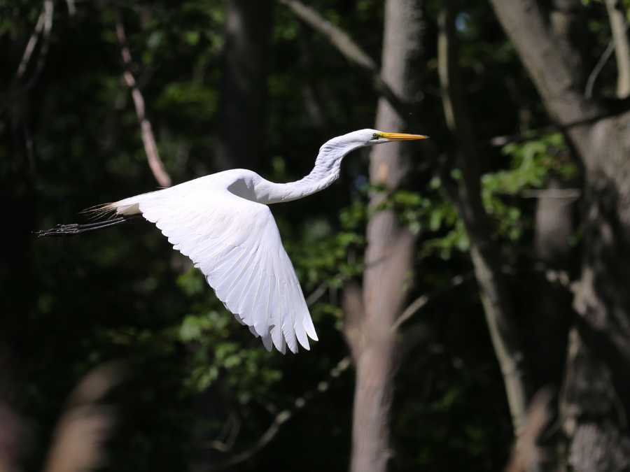 Bombay Hook National Wildlife Refuge - National Parks In Delaware (2)