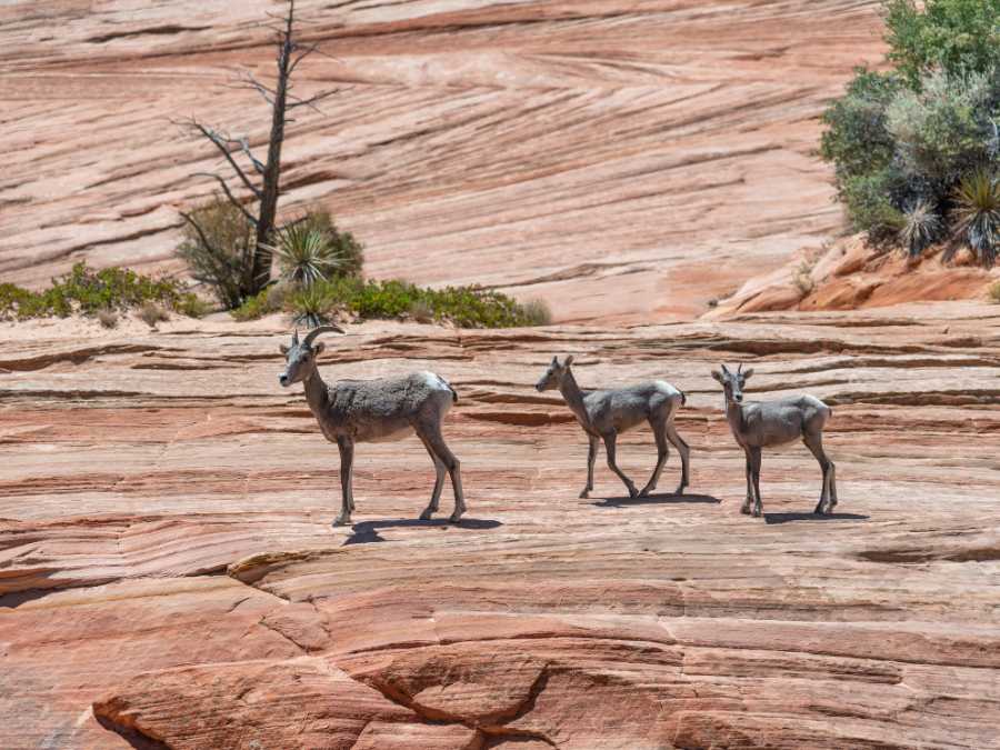 Wildlife and Stargazing - Zion National Park in Utah