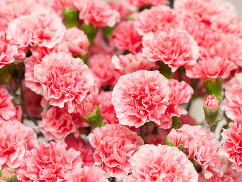 Carnations - A Sweet Gesture of Admiration