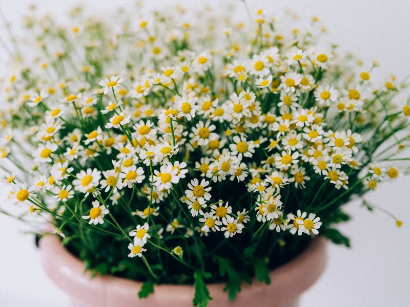 Daisies - The Fresh Start of Love