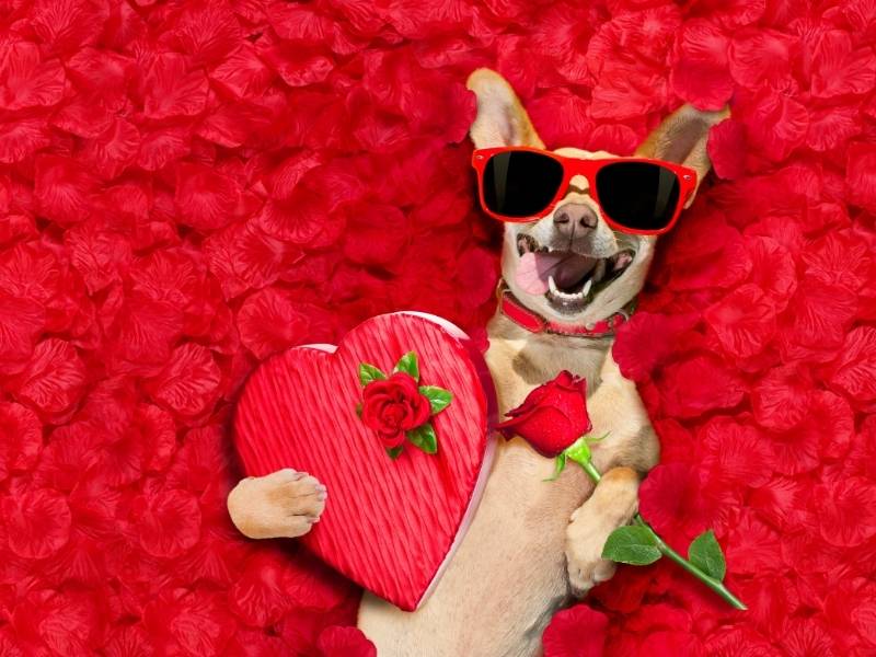 Facts about Roses for Valentine's Day