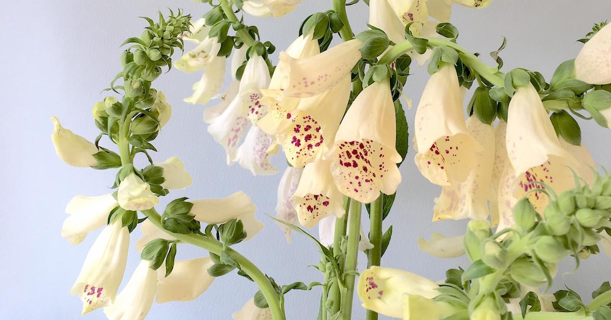 Foxglove is highly toxic and symbolizes both healing and deceit in the old days