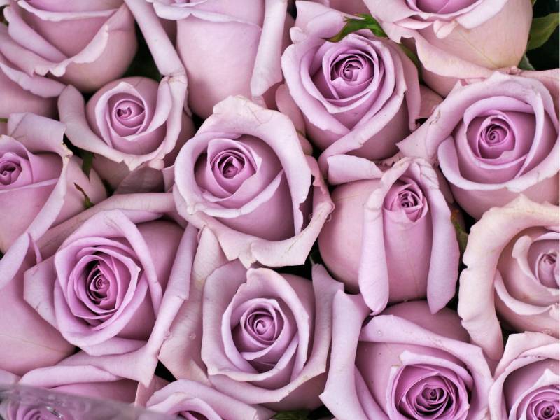 Lavender Roses - Love at First Sight