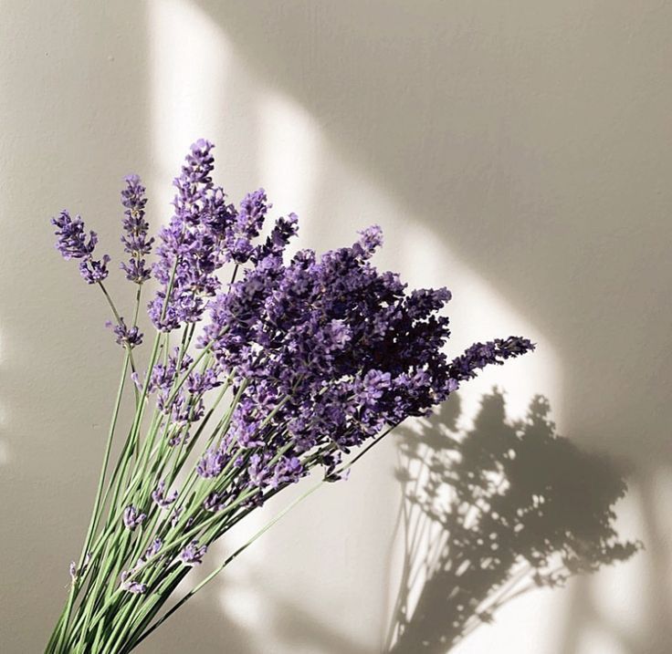 Lavender represents calmness, devotion, and purity