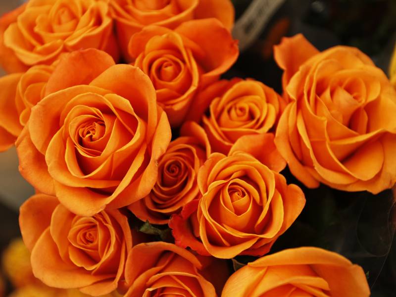 Orange Roses - Symbolise Enthusiasm