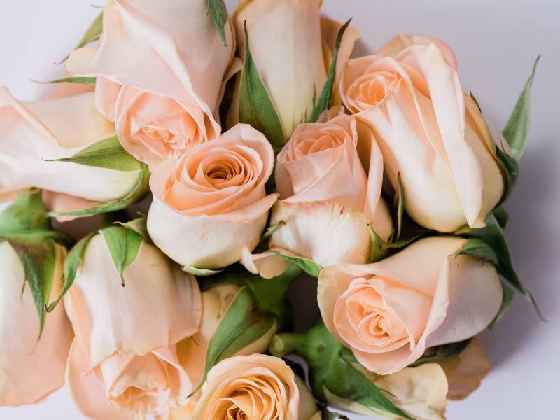 Peach Roses - Gratitude and Sincerity