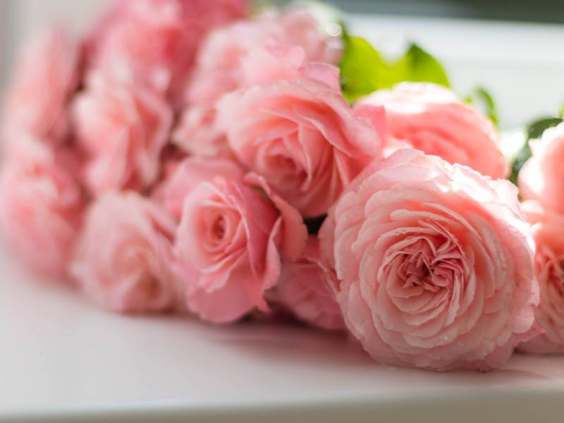 Peonies - Luxurious and Romantic - best flowers for valentine's day
