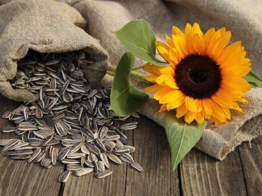Sunflowers symbolize loyalty and admiration