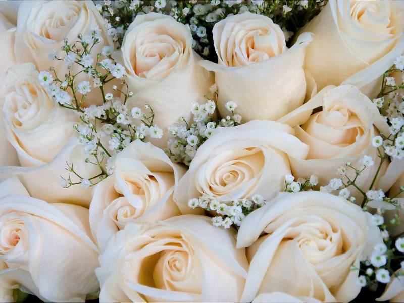 White Roses - Purity and Everlasting Love