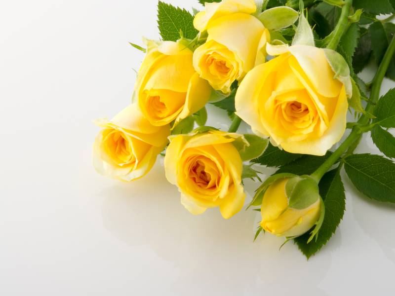 Yellow Roses - The Warmth of Friendship