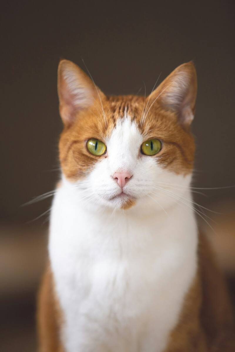 Pet photo phone case with close-up portrait